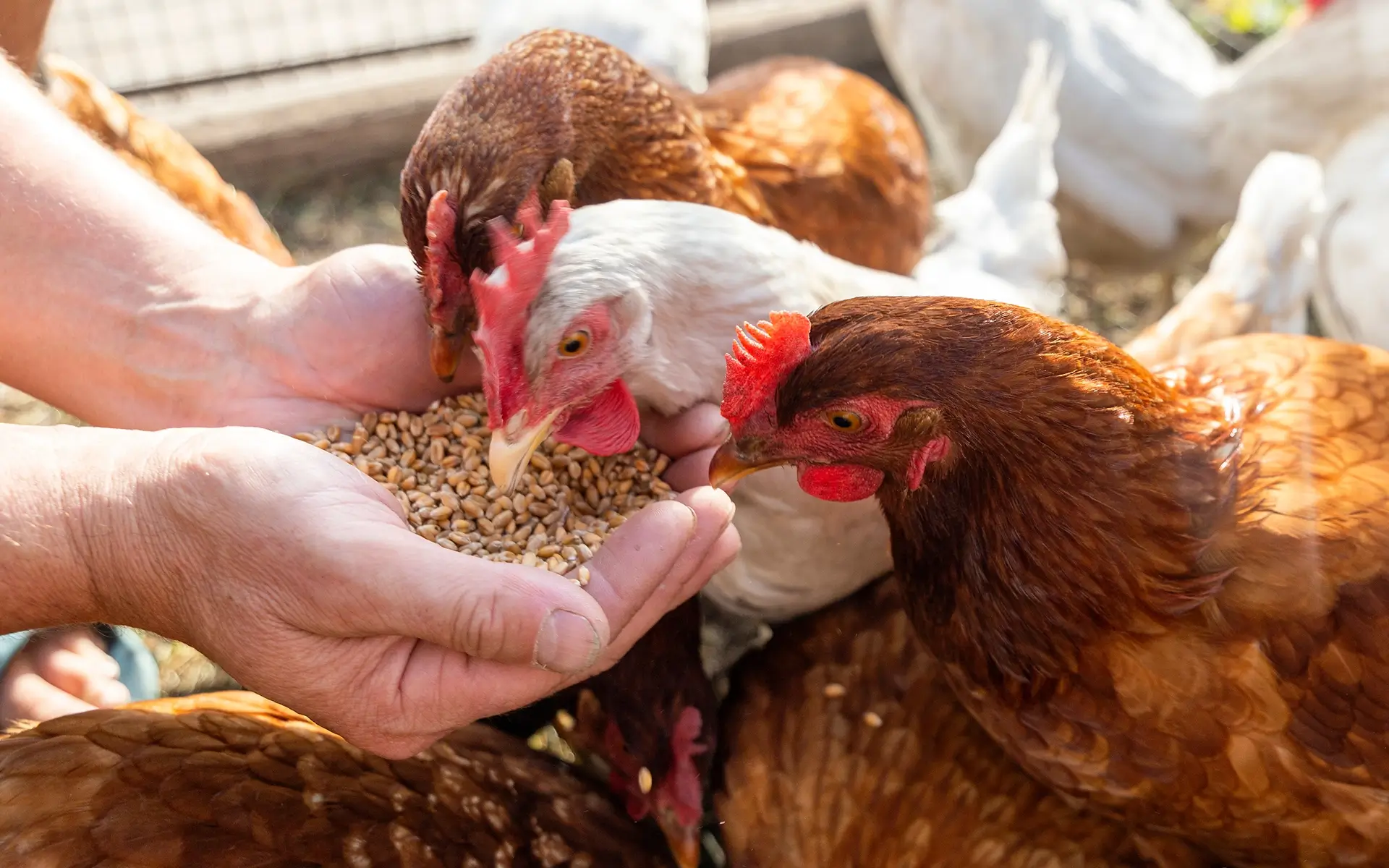 ゼンケイの想い