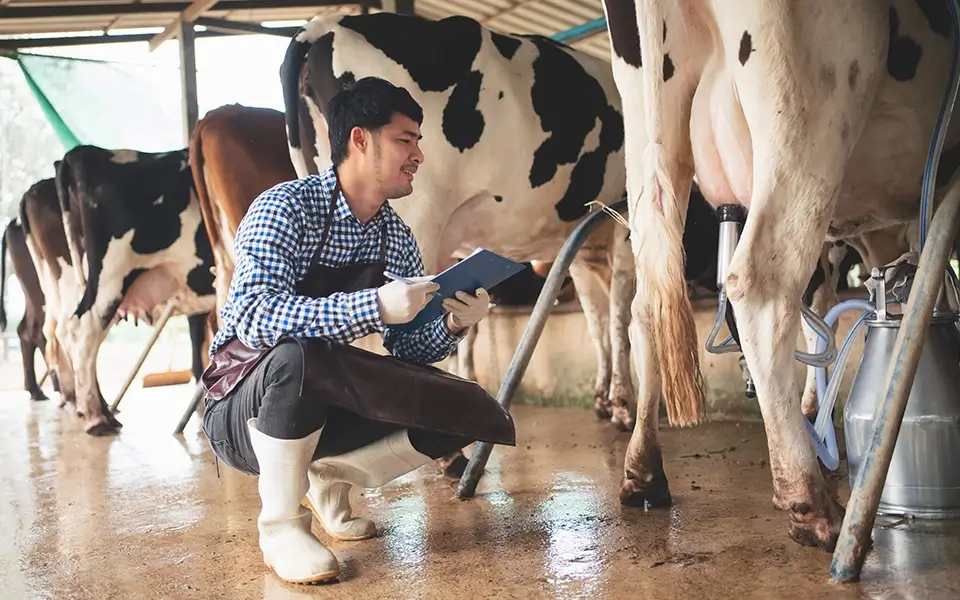 飼料コンサルティング